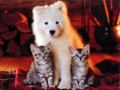 chat et chien